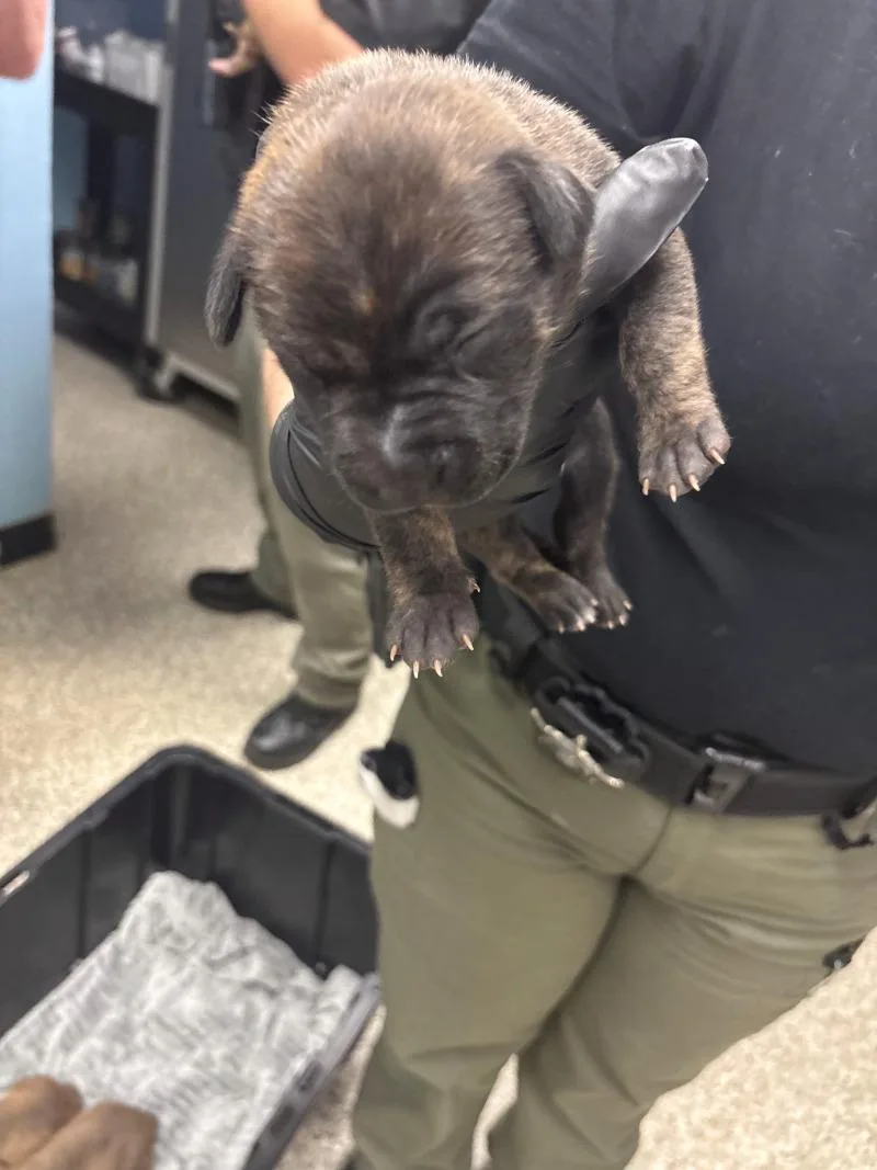 Lillianna thumbnail 2