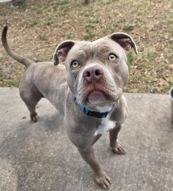 A young medium-sized female Mixed Breed dog named Genie for adoption in Palmetto, FL
