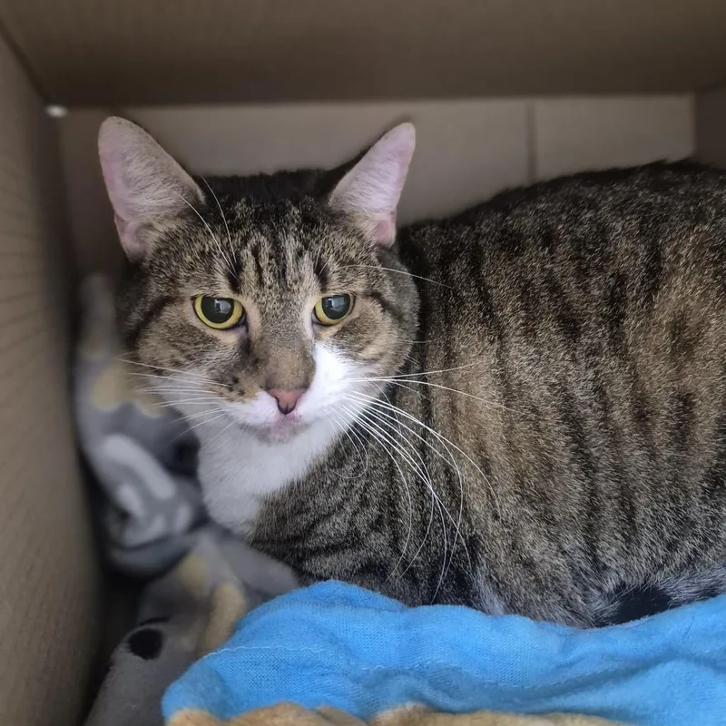 An adult large-sized female Domestic Short Hair cat named Salmon for adoption in Newark, NJ