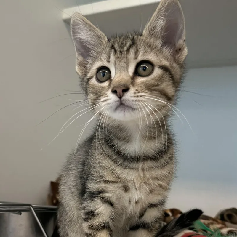 A baby small-sized male Domestic Short Hair cat named Donut for adoption in Manassas, VA