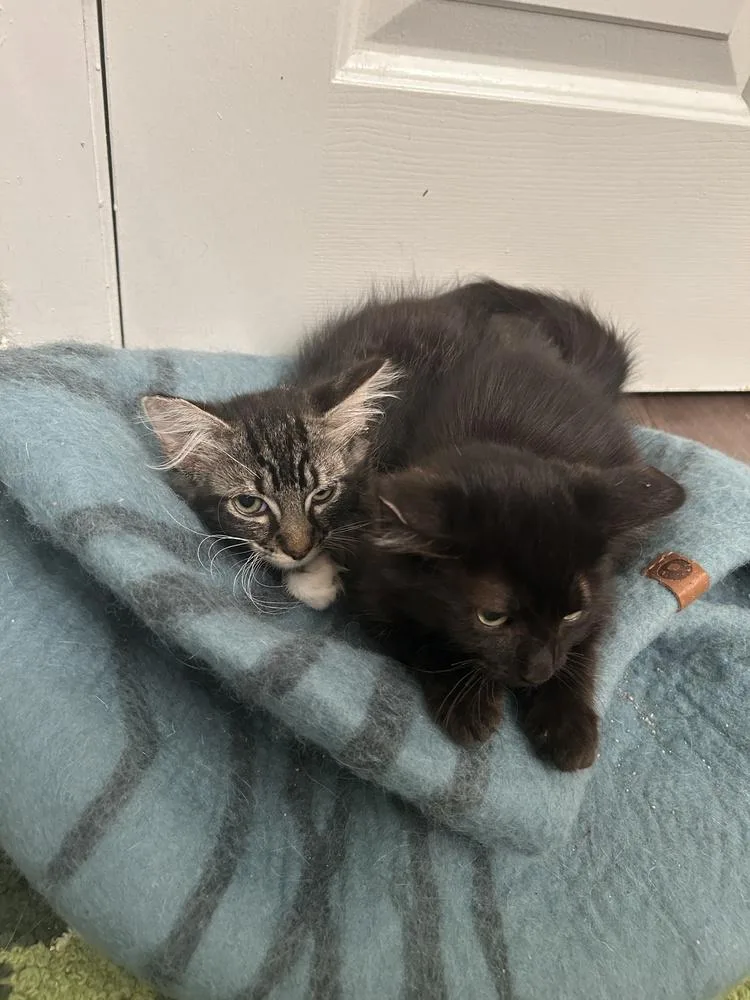 A baby small-sized male Domestic Medium Hair cat named Kris for adoption in Pacifica, CA