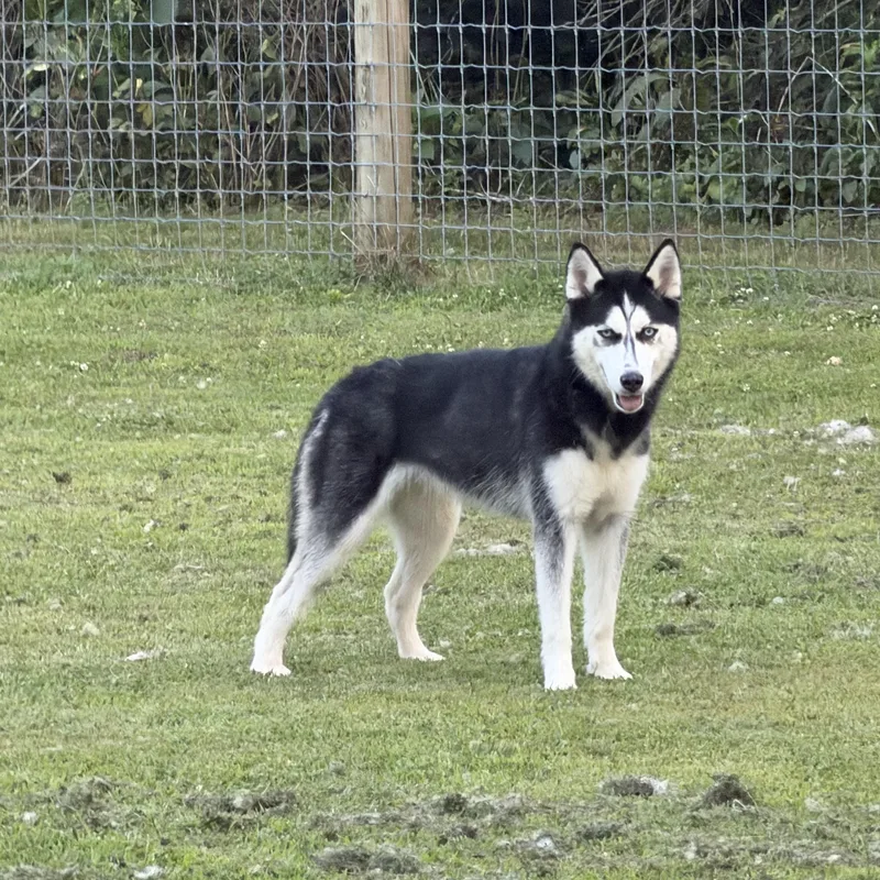 A baby medium-sized female Black Siberian Husky dog named Priscilla for adoption in Spring City, PA