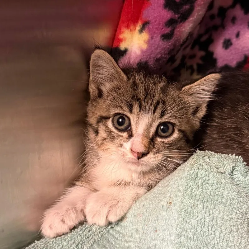 A baby small-sized female Brown / Chocolate Domestic Short Hair cat named Alice for adoption in Council Bluffs, IA