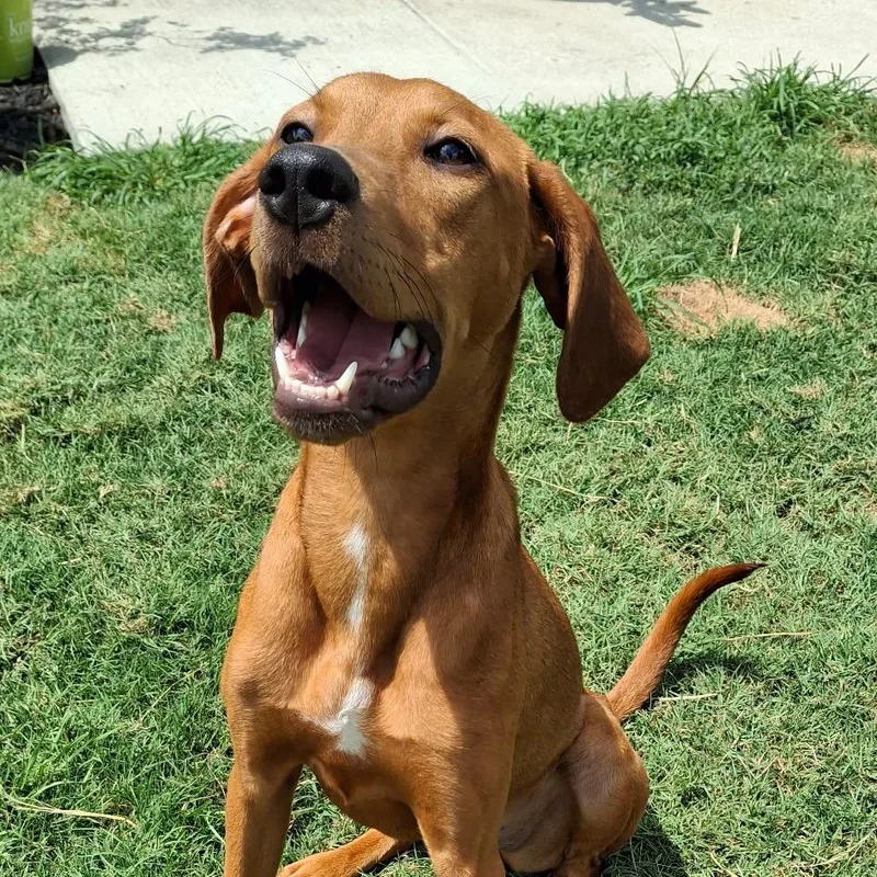 ShirleyEthelSetter