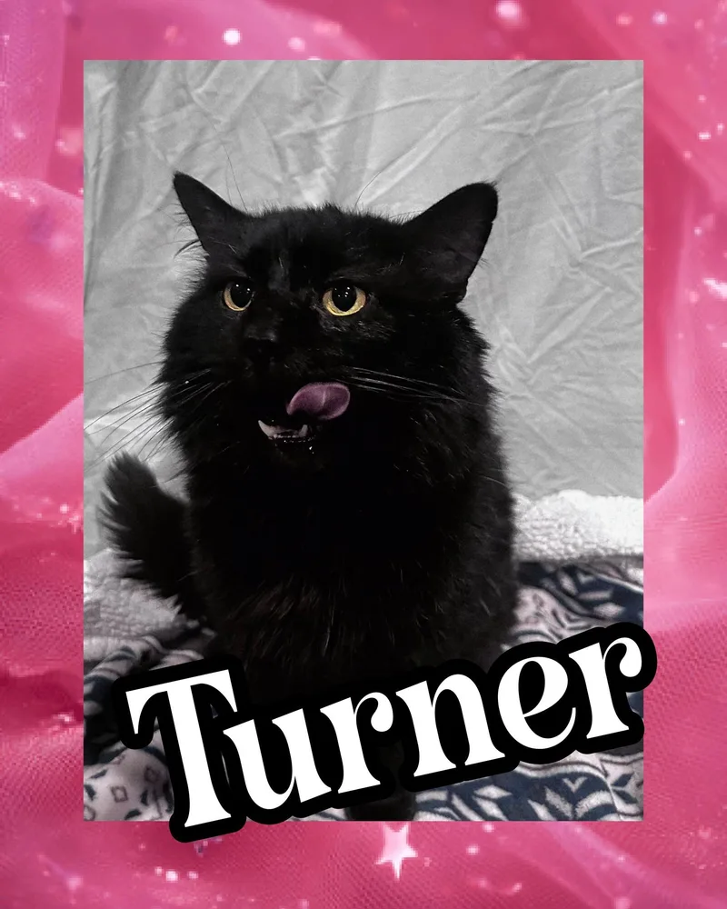 Turner thumbnail 3