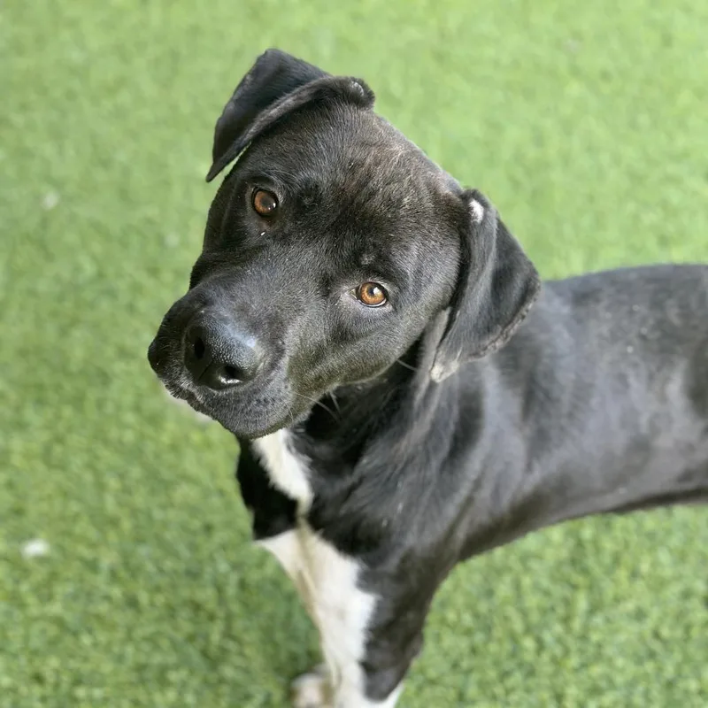 An adult medium-sized male Mixed Breed dog named Bear for adoption in Monticello, IA