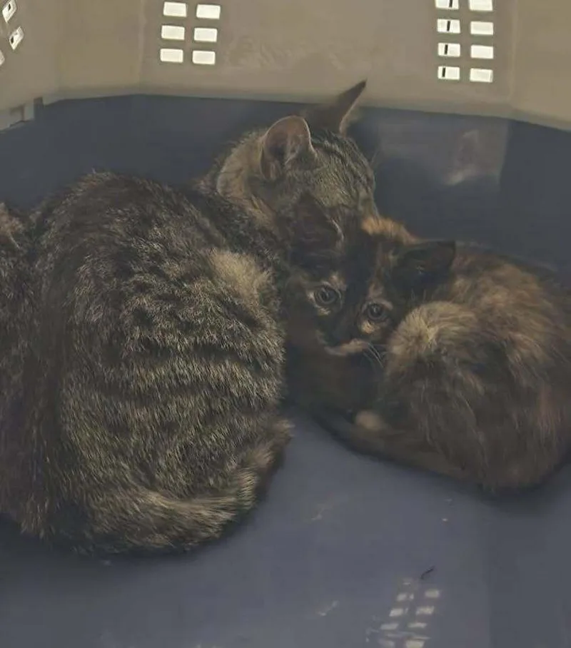 A baby small-sized female Domestic Short Hair cat named Birdie for adoption in Mount Laurel, NJ