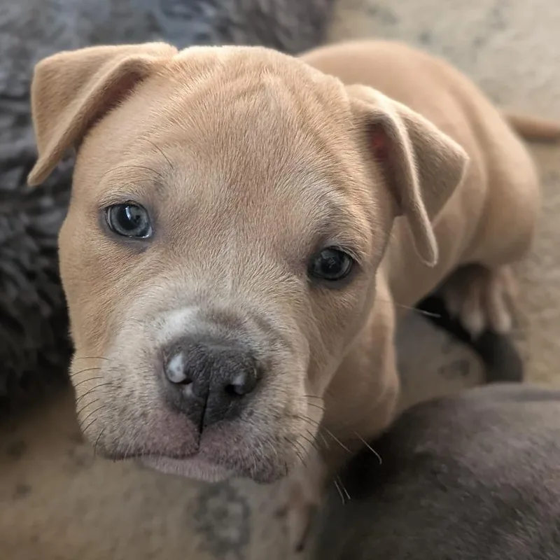 A baby small-sized female Mixed Breed dog named Lyric for adoption in West Olive, MI