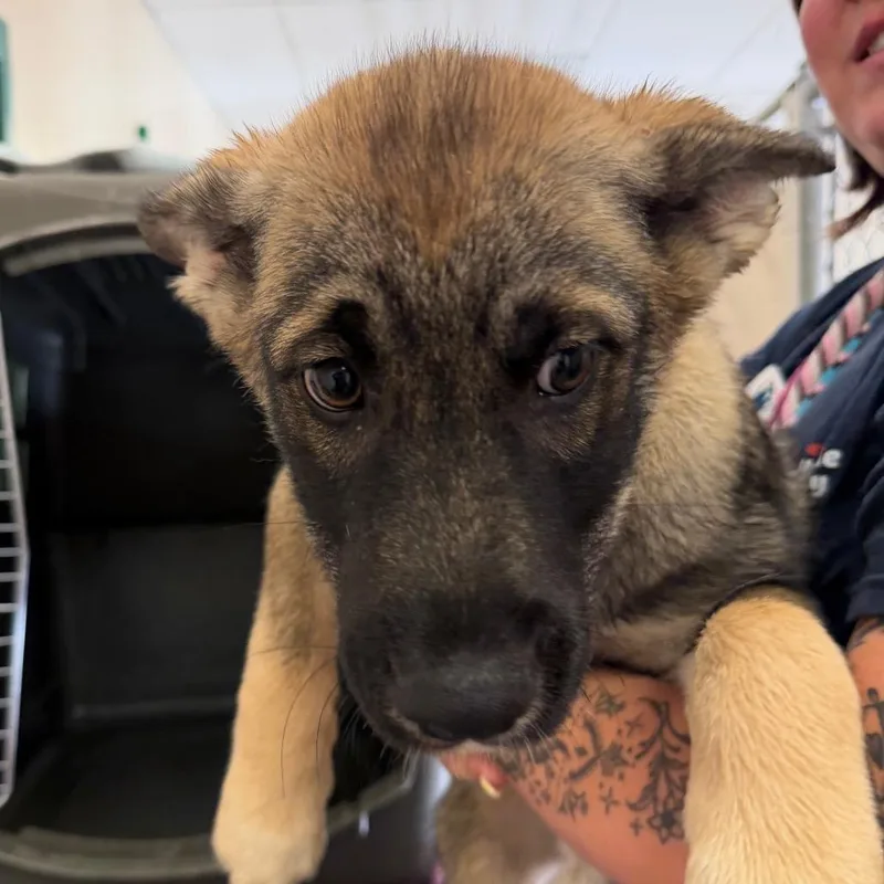 A baby small-sized male Yellow / Tan / Blond / Fawn Husky dog named Ladybug for adoption in Reno, NV