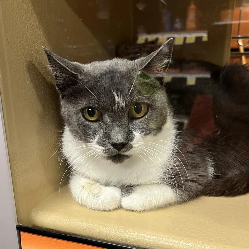 An adult small-sized female Gray / Blue / Silver American Shorthair cat named Princesa for adoption in Oceanside, NY