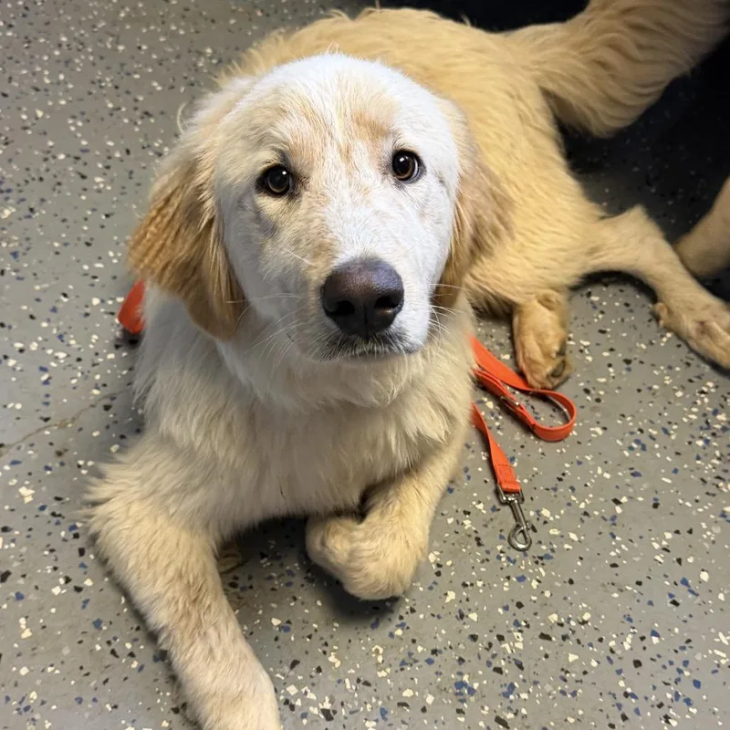 A young large-sized male Yellow / Tan / Blond / Fawn Great Pyrenees dog named Kris for adoption in Pasadena , MD