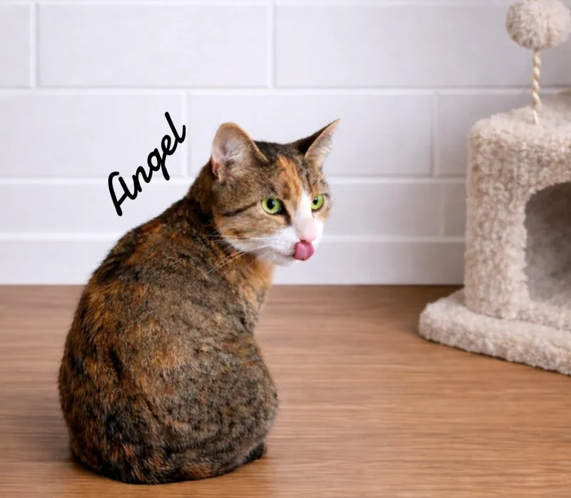 A young small-sized female Domestic Short Hair cat named Angel for adoption in Naugatuck, CT