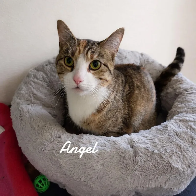 Angel thumbnail 3