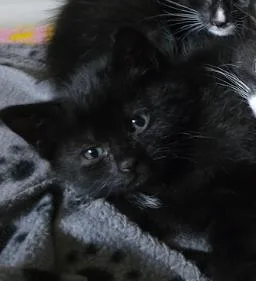 A baby medium-sized male Black Domestic Short Hair cat named Dolomite for adoption in Indianapolis, IN