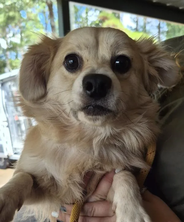 An adult small-sized female Australian Shepherd dog named Pen  Flora for adoption in Lawrenceville, GA