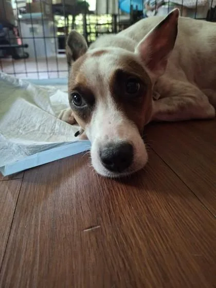 An adult medium-sized female Terrier dog named Ruby for adoption in Honolulu, HI