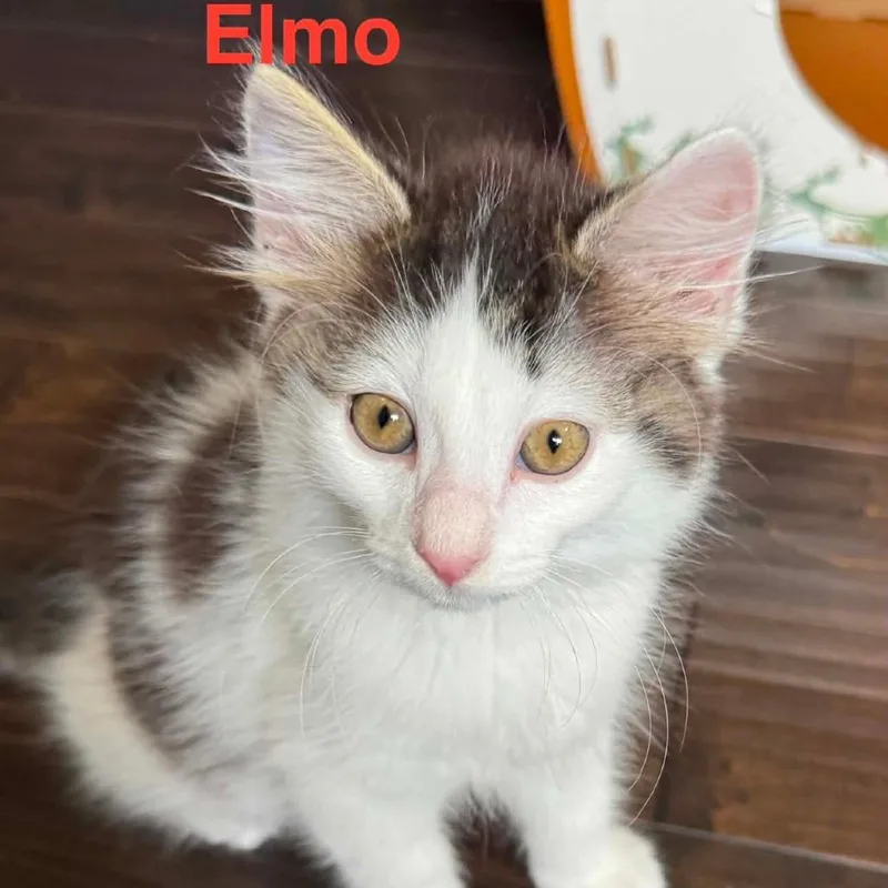 A baby small-sized female Brown / Chocolate Domestic Short Hair cat named Elmo for adoption in Parkersburg, WV