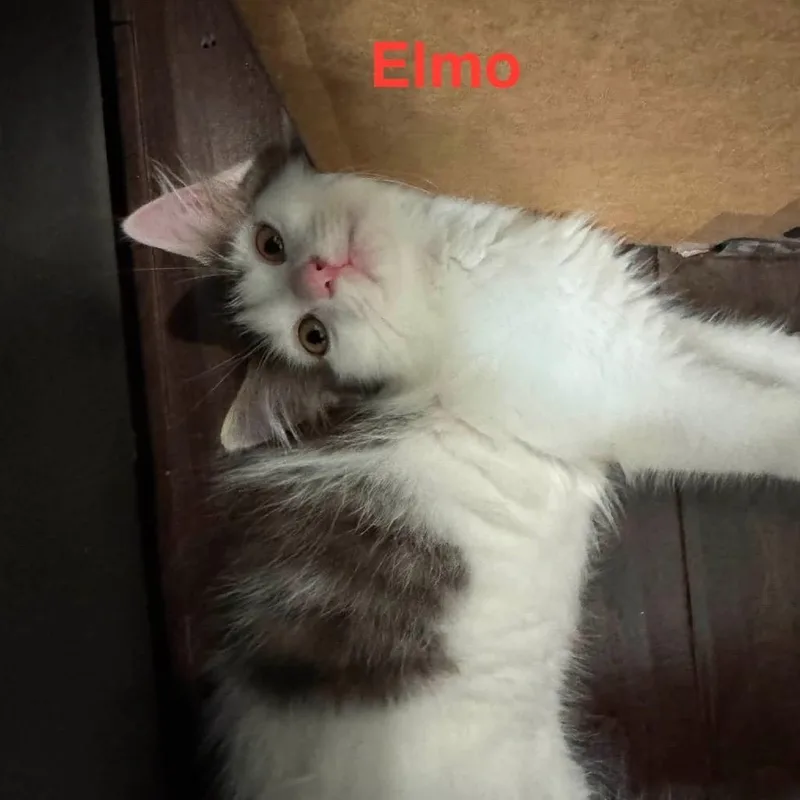 Elmo thumbnail 2