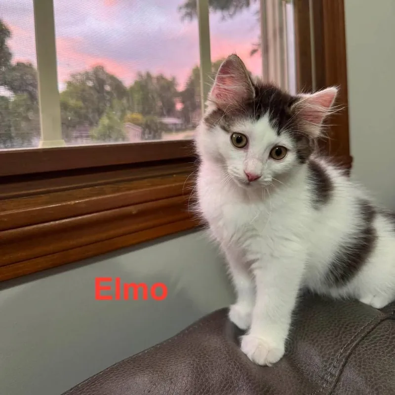 Elmo thumbnail 5