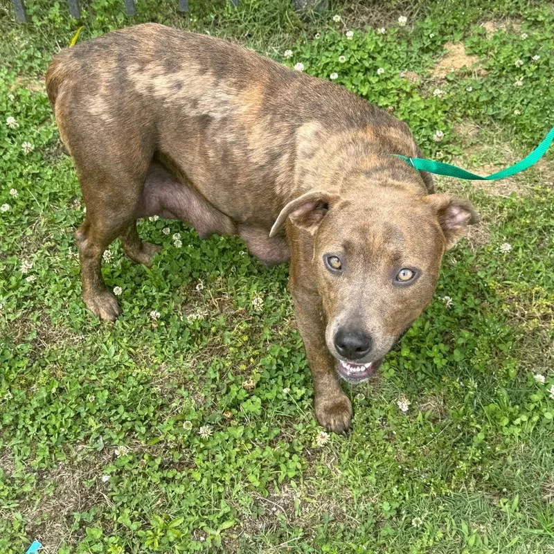 An adult medium-sized female Brindle Mixed Breed dog named Bernard for adoption in Memphis, TN