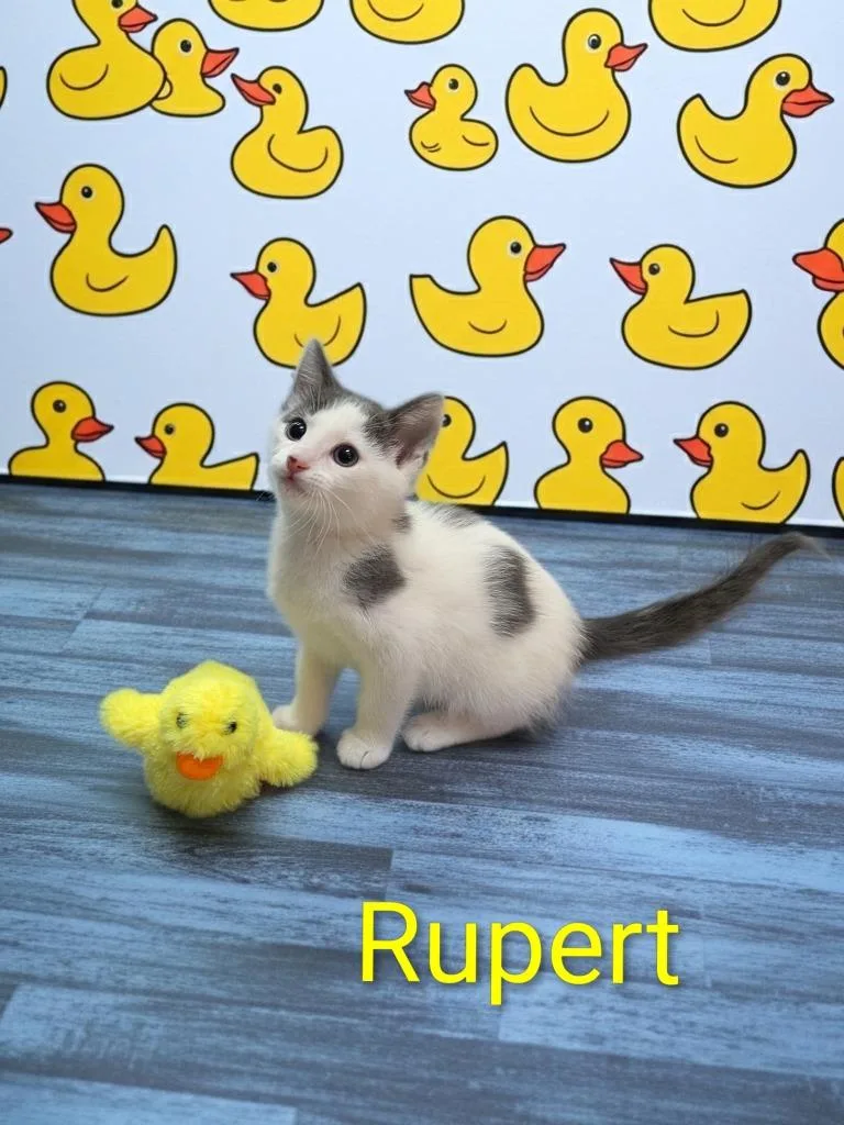Rupert