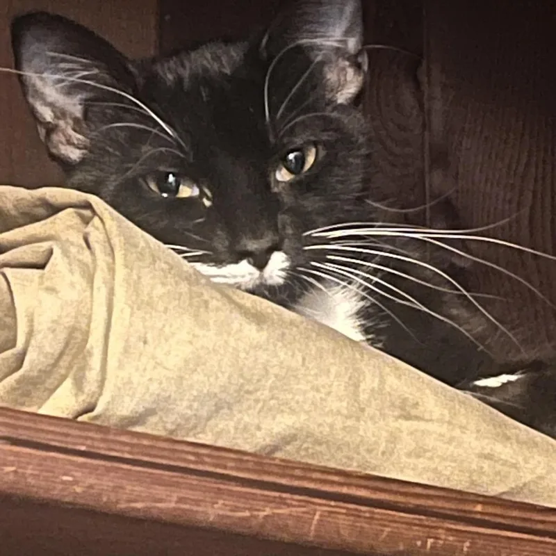 Sailor Cat Junie