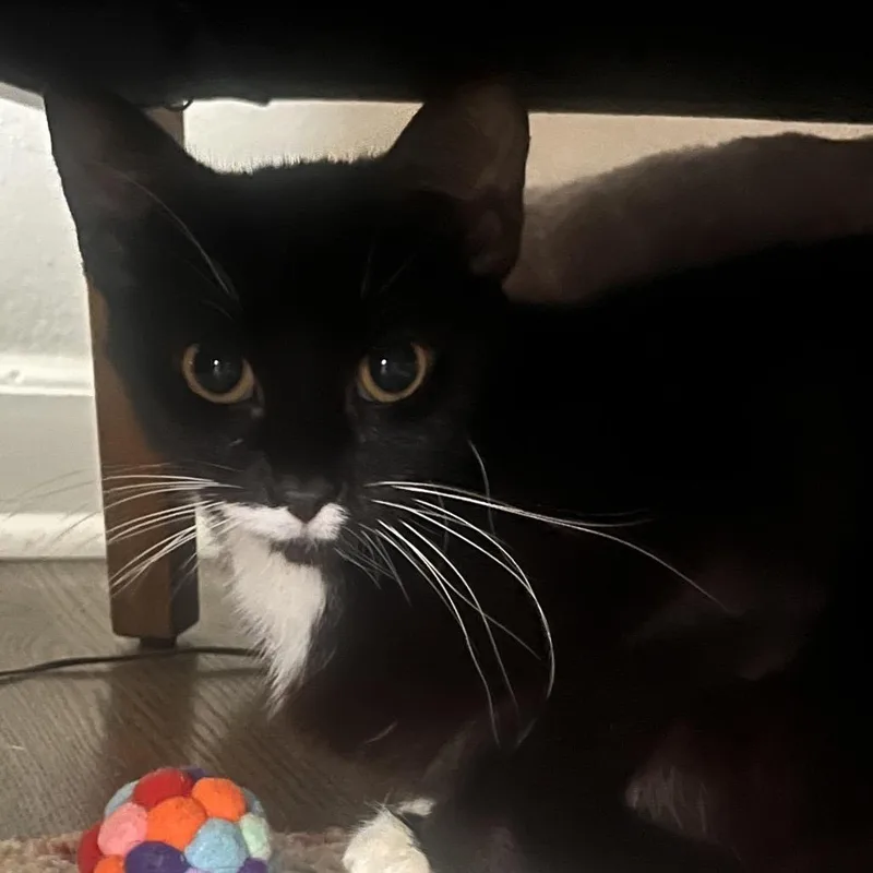 Sailor Cat Junie thumbnail 2