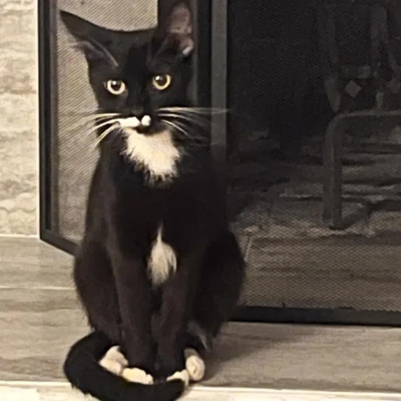 Sailor Cat Junie thumbnail 3