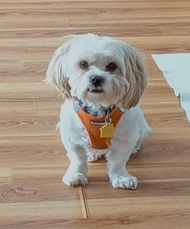 A young small-sized male White / Cream Shih Tzu dog named Milo for adoption in Crompond, NY