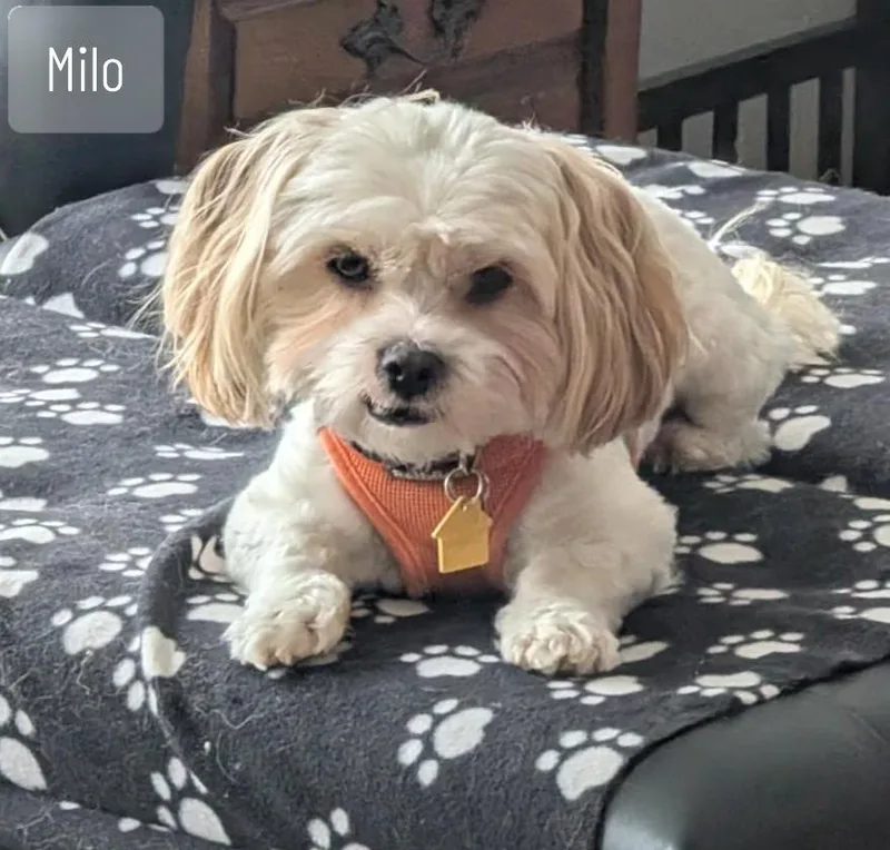 Milo thumbnail 2