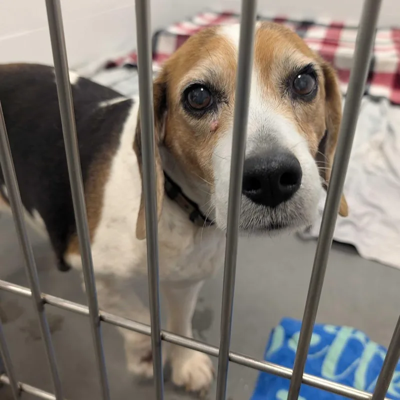 A senior medium-sized female White / Cream Beagle dog named Tootsie for adoption in Dover, NH