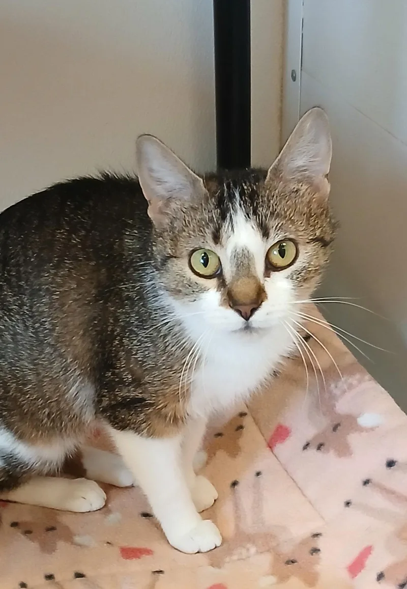 An adult medium-sized female Tabby cat named Renata for adoption in Bay City, MI