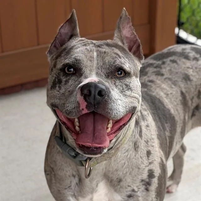 An adult large-sized female Pit Bull Terrier dog named Possum for adoption in Indianapolis, IN