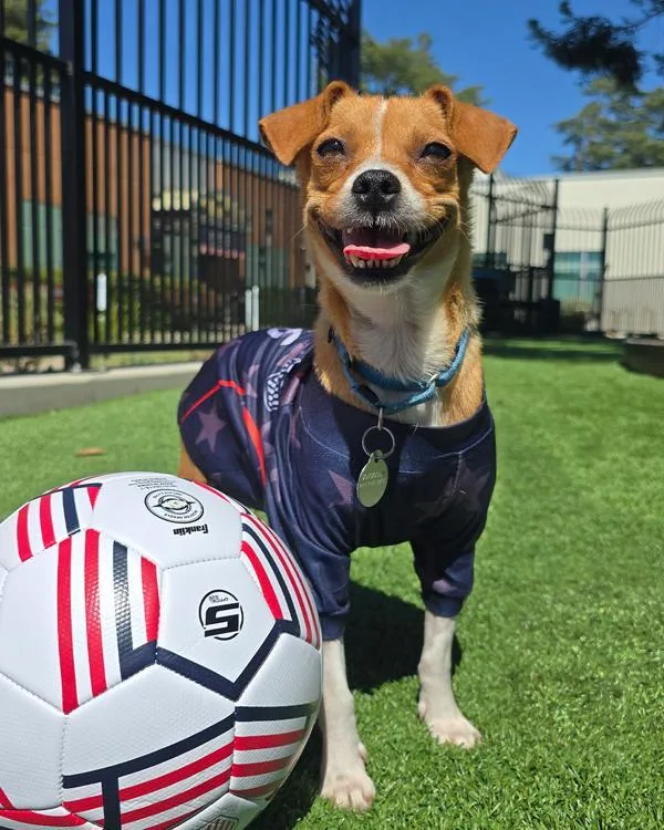 An adult small-sized female Chihuahua dog named Beatrice Bacon for adoption in Walnut Creek, CA