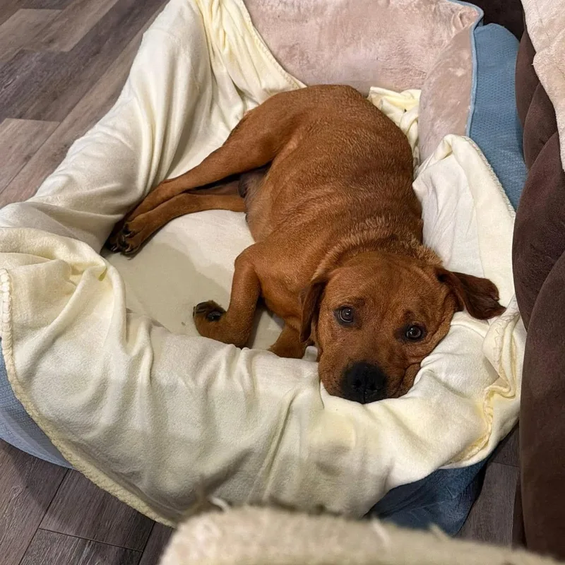 An adult medium-sized male Golden Terrier dog named Copper for adoption in Springfield, MO