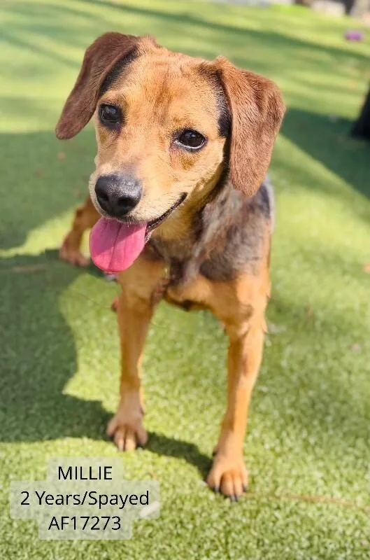 An adult medium-sized female Hound dog named Millie for adoption in Supply, NC