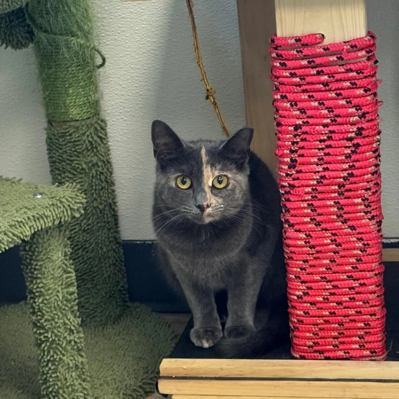 A young medium-sized female Domestic Short Hair cat named Blossom for adoption in Easton, PA