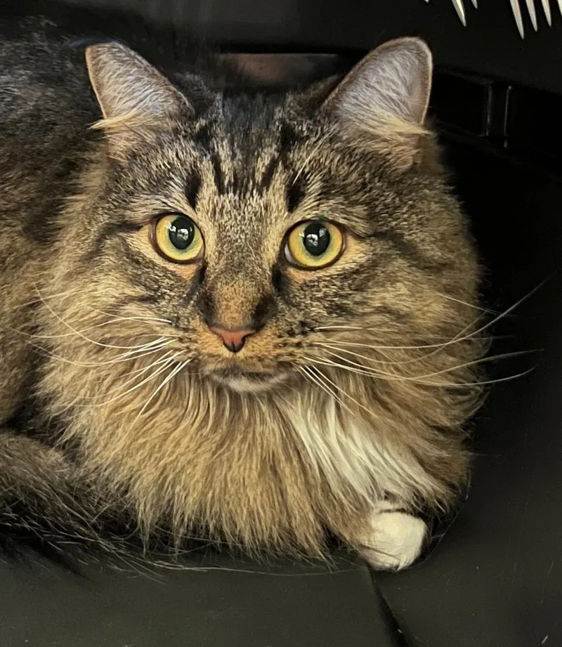 An adult large-sized female Domestic Long Hair cat named Mitsy for adoption in Brook Park, OH