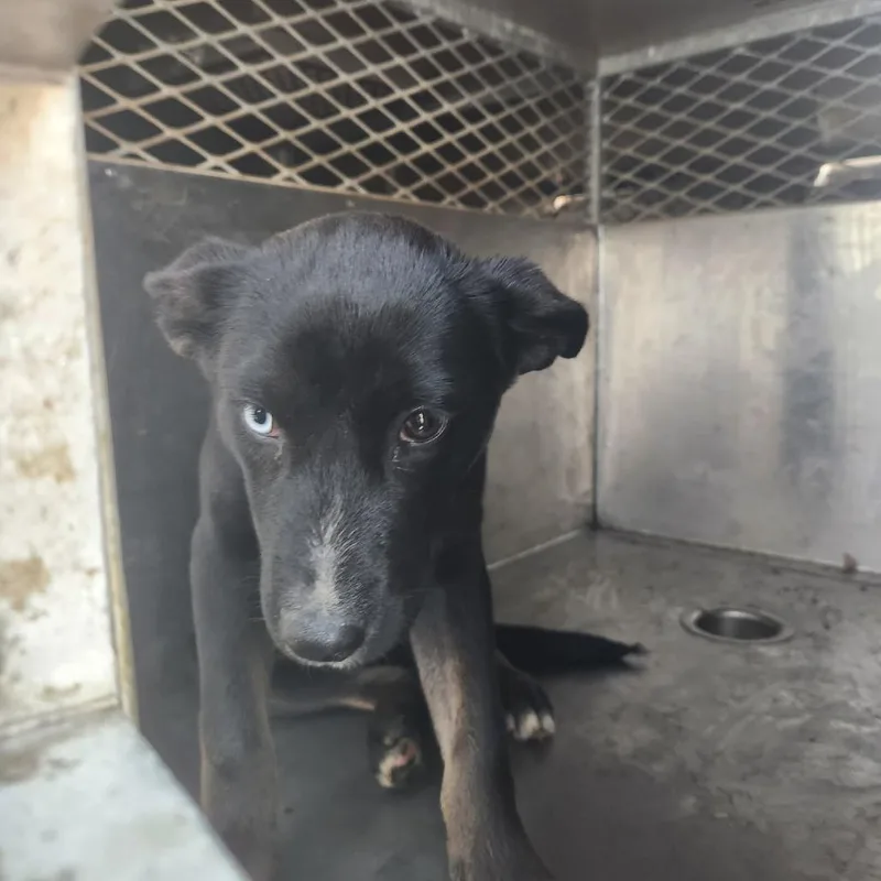 A young medium-sized female Black Labrador Retriever dog named Kelsey for adoption in Birmingham, AL