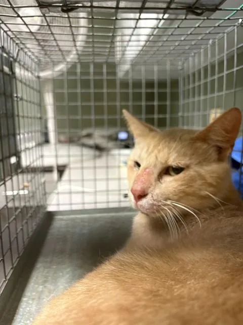 An adult medium-sized male Domestic Short Hair cat named Batty Koda for adoption in Jacksonville, FL