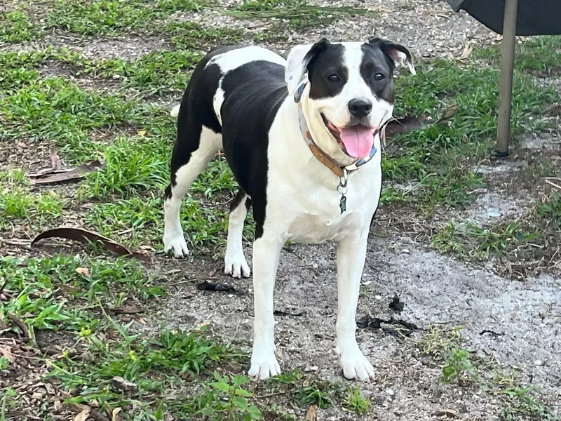 An adult medium-sized female American Bulldog dog named Jolie for adoption in Winter haven, FL