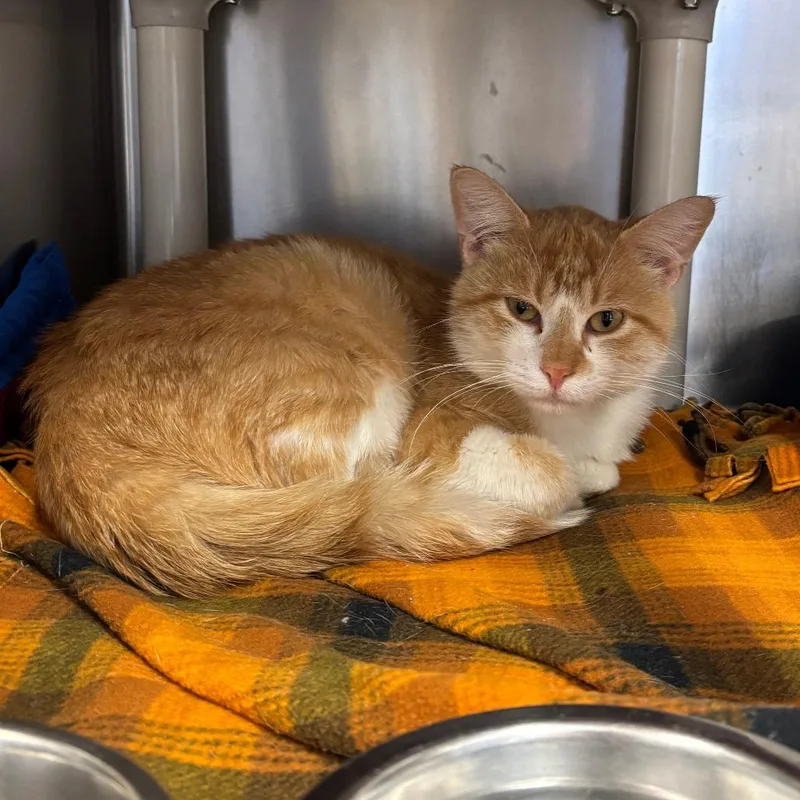 An adult medium-sized male Domestic Short Hair cat named Squeak for adoption in Chippewa Falls, WI