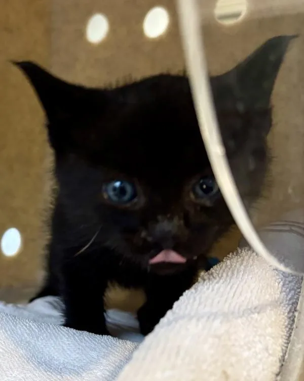 A baby medium-sized male Domestic Short Hair cat named Fruit Bat for adoption in Silverdale, WA