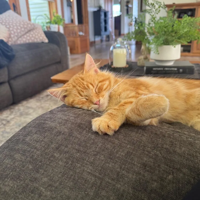 An adult small-sized male Domestic Long Hair cat named Weaver for adoption in Rochester, MN