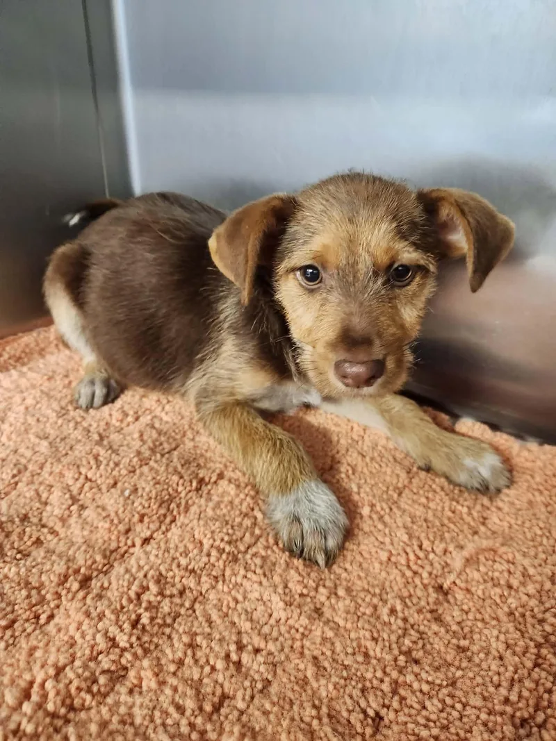 A baby small-sized male Bicolor Miniature Schnauzer dog named Brave for adoption in Tylertown, MS