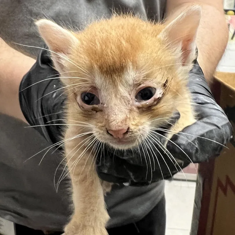 A baby small-sized male Orange / Red Domestic Short Hair cat named Nugget for adoption in Lufkin, TX