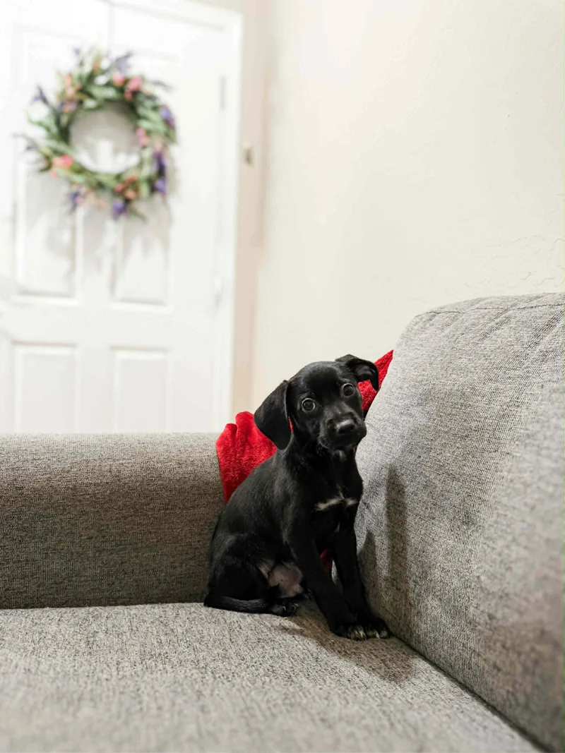 A baby medium-sized male Pit Bull Terrier dog named Stark for adoption in Goodyear, AZ
