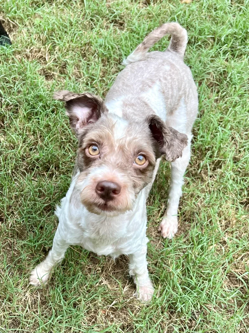 An adult small-sized male Miniature Poodle dog named Michael for adoption in Mt Pleasant, SC