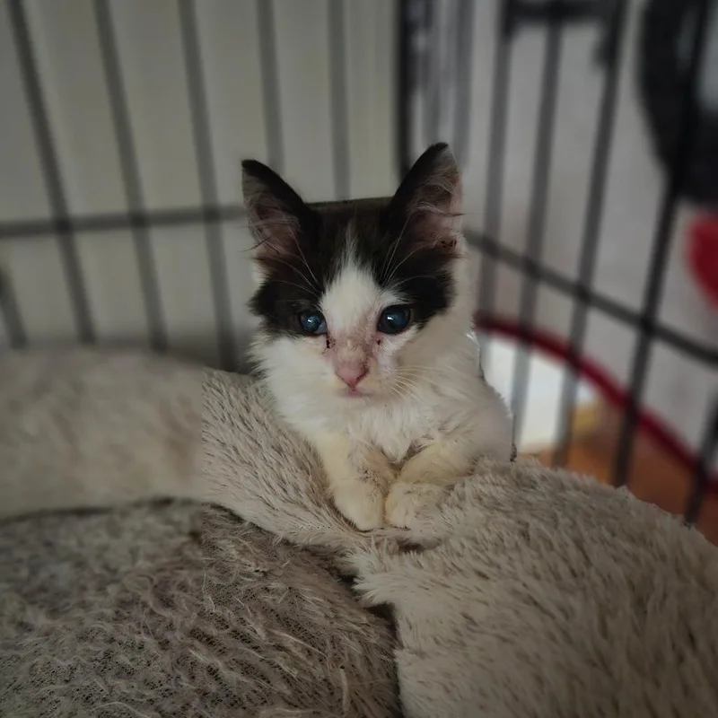 A baby small-sized male White Domestic Short Hair cat named Cat Cow for adoption in Pasadena , MD