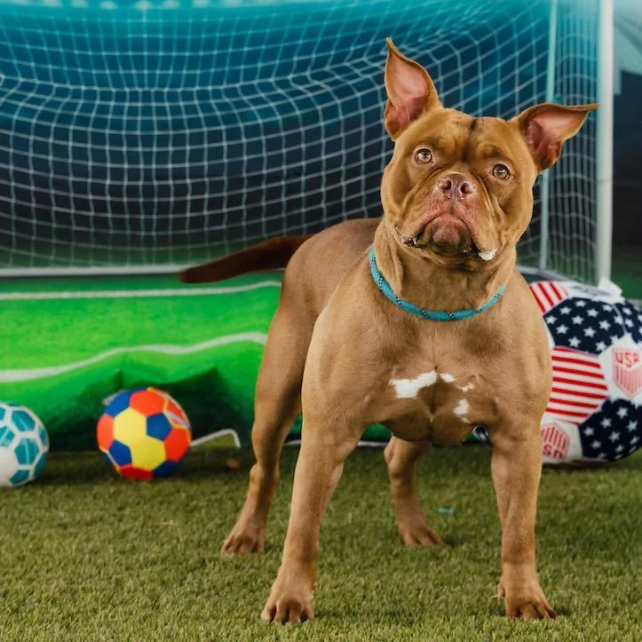 A young medium-sized female Red / Chestnut / Orange Mixed Breed dog named Kibblery for adoption in Philadelphia, PA
